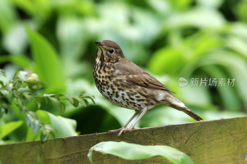 Song Thrush (Turdus philomelos)